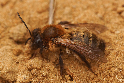 Chocolate Mining Bee