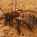 Andrena carantonica - Photo (c) Henk Wallays, כל הזכויות שמורות, הועלה על ידי Henk Wallays