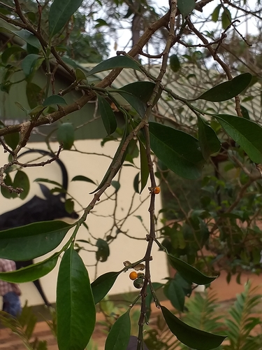 sand canaryberry