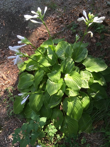 Scented hosta