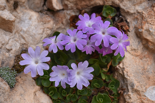 Primula tyrolensis