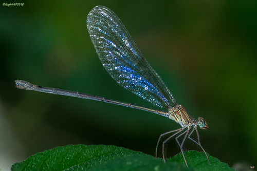 Glistening Demoiselle