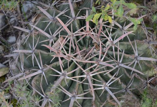 Horse Crippler Cactus