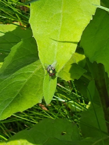 photo of Greenbottle Flies (Lucilia)