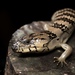 Pink-tongued Skink - Photo (c) Nicholas Wu, all rights reserved, uploaded by Nicholas Wu