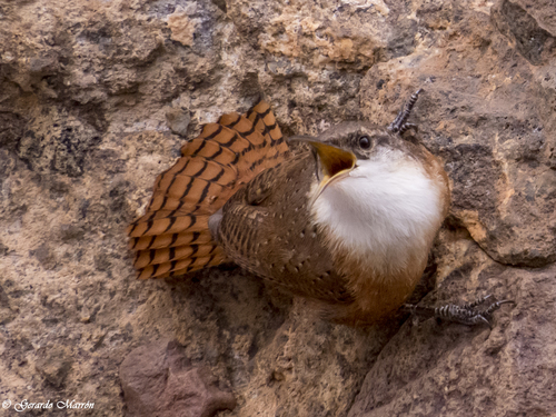Canyon Wren