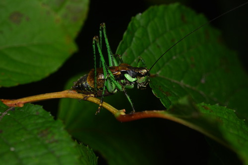 Anatlanticus