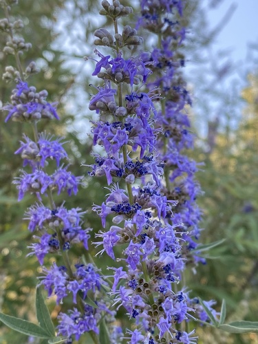 Gattilier 3