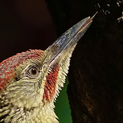 Iberian Green Woodpecker