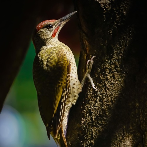 Iberian Green Woodpecker
