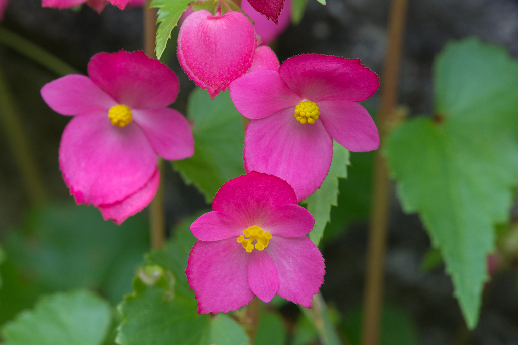 Begonia de flor