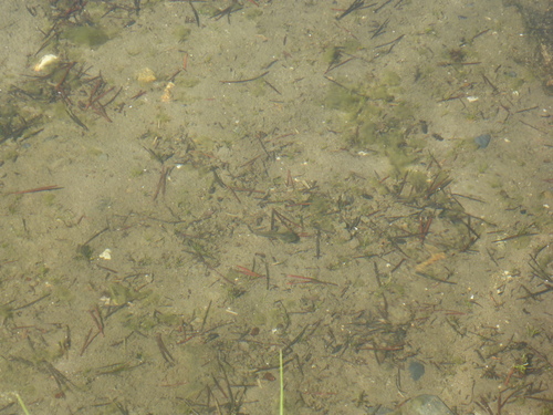 iNaturalist observation photo of Sierra Nevada Yellow-legged Frog