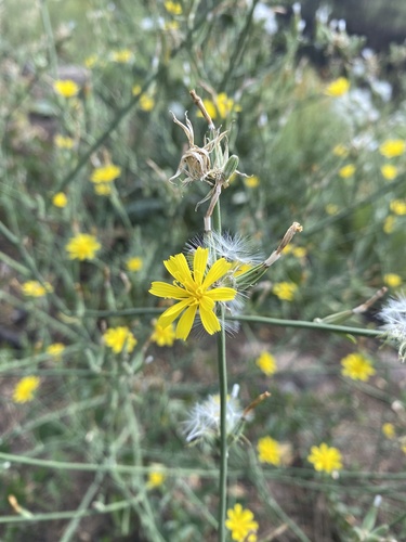 rush skeletonweed (Chondrilla juncea)