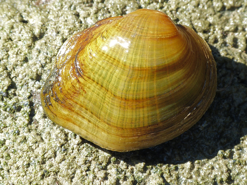 Northern Riffleshell