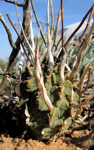 Euphorbia fasciculata