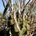 Euphorbia fasciculata - Photo 由 prix_burgoyne 所上傳的 (c) prix_burgoyne，保留所有權利