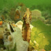 Observation photo
