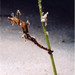Observation photo