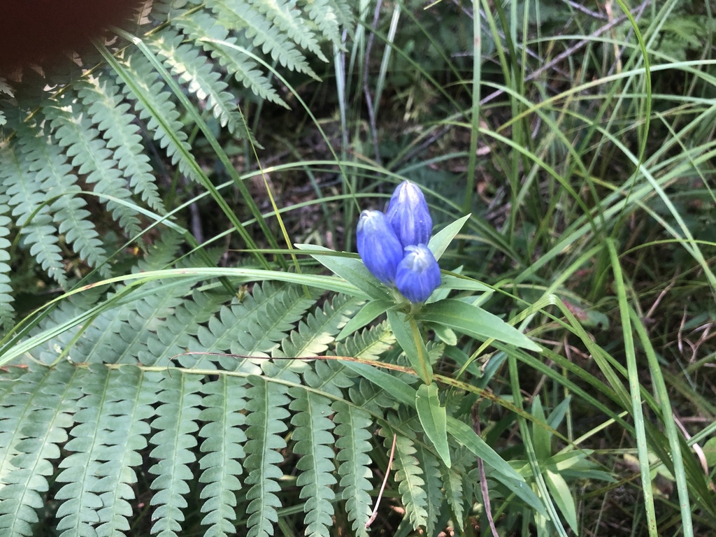 Narrowleaf Gentian from Gads Hill, ON, CA on August 15, 2021 at 0349 PM by jon_wilhelm