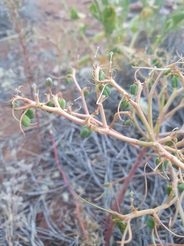 Euphorbia boophthona