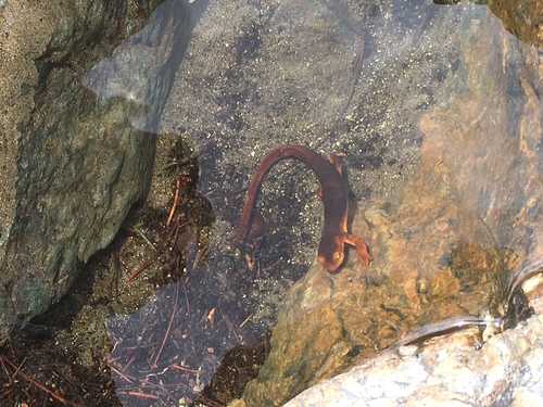 iNaturalist observation photo of Sierra Newt