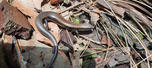 Cuernavaca Shortnose Skink