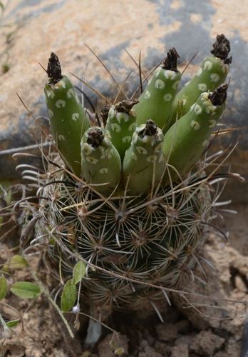 Scheer's Fishhook Cactus