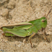 Mendocino Green-striped Grasshopper - Photo (c) Alice Abela, all rights reserved