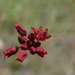 Red Buckwheat - Photo (c) Aaron Balam, all rights reserved, uploaded by Aaron Balam