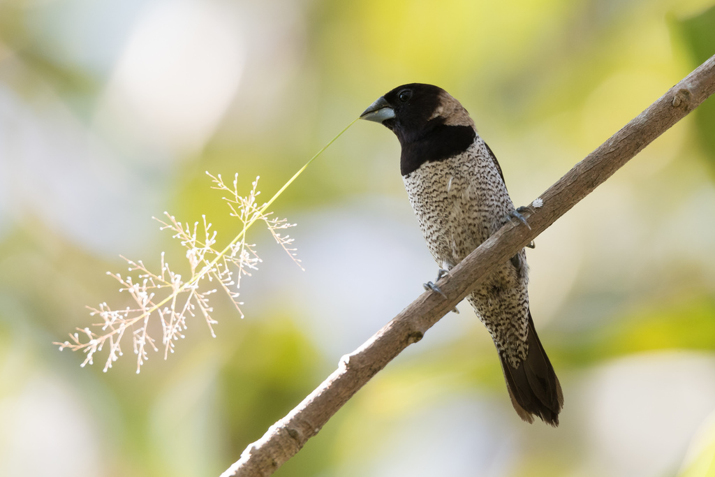Black-faced Munia photo