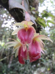 Epidendrum megalospathum image
