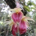 Epidendrum megalospathum - Photo (c) alejandrabalcazar, kaikki oikeudet pidätetään