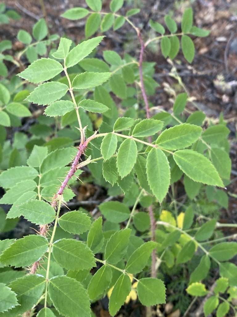 Prickly Wild Rose from Töv, MN on August 15, 2021 at 02:07 PM by ...
