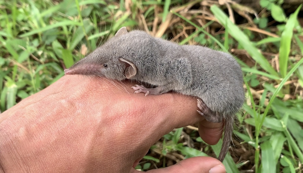 Asian House Shrew from Woodlands, Singapore, SG on August 14, 2021 at ...