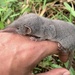 White-toothed Shrews - Photo (c) rezafahlavy, all rights reserved