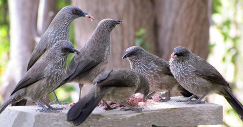 Arrow-marked Babbler