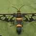 Handmaiden Moth - Photo (c) fish2bug, all rights reserved, uploaded by fish2bug