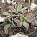 Rhombophyllum rhomboideum - Photo (c) prix_burgoyne, todos los derechos reservados, subido por prix_burgoyne