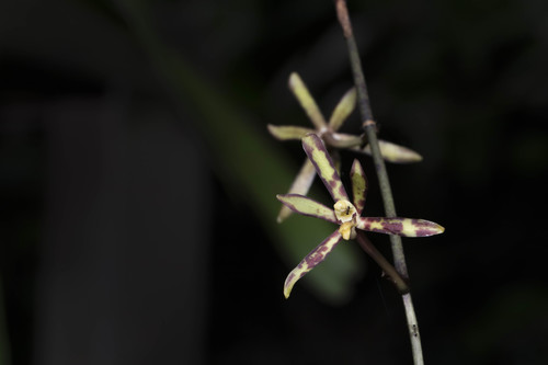 Arachnis labrosa · NaturaLista Mexico