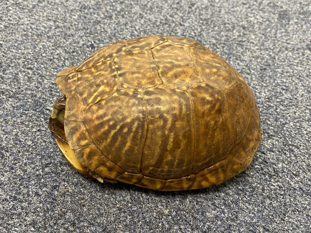 Desert Box Turtle in August 2021 by Reed Clay · iNaturalist