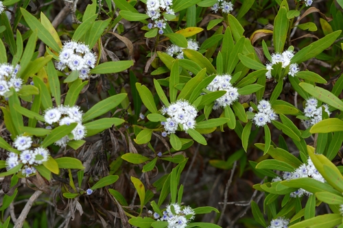 Willow-leaved Globe Flower