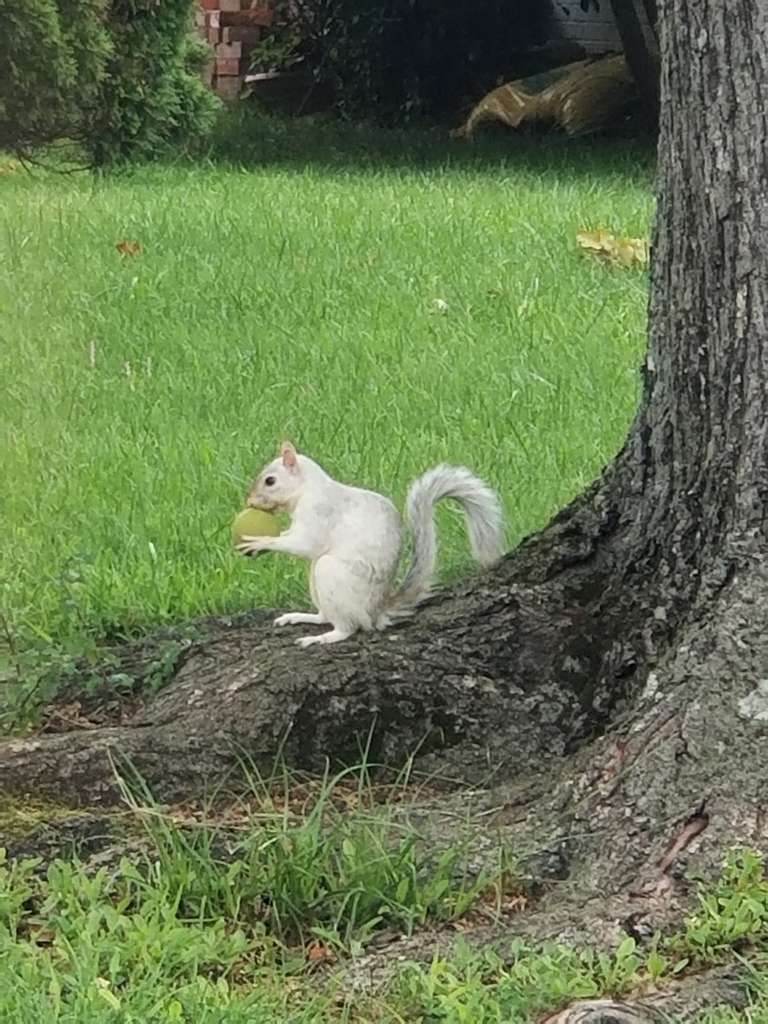 Eastern Gray Squirrel from Wheaton, Wheaton-Glenmont, MD, USA on August