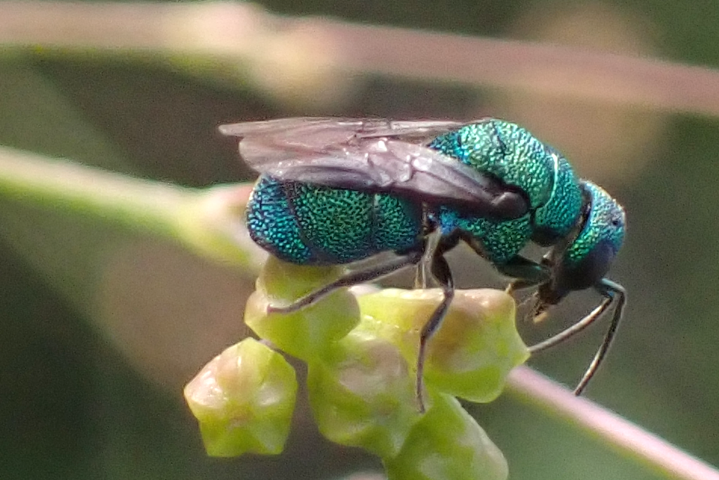 Metallic Bluishgreen Cuckoo Wasp from South Mountain Village, Phoenix