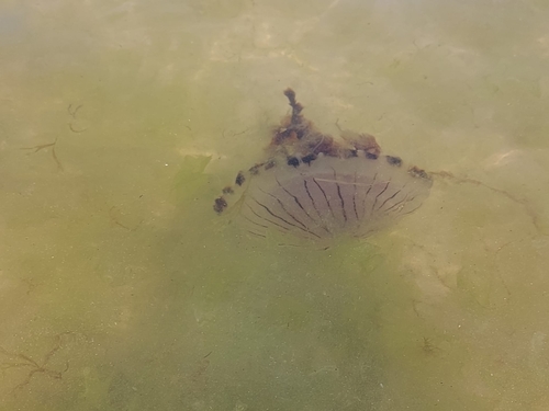 photo of Compass Jelly (Chrysaora hysoscella)