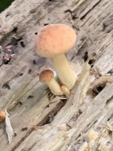 Gymnopilus