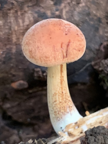 Gymnopilus (Photo 2 of 7)