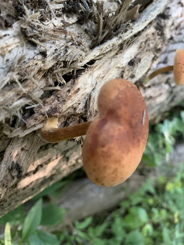 Gymnopilus (Photo 3 of 7)
