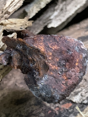 Gymnopilus (Photo 4 of 7)