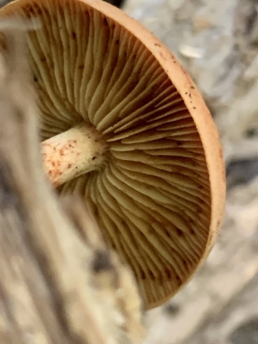 Gymnopilus (Photo 5 of 7)
