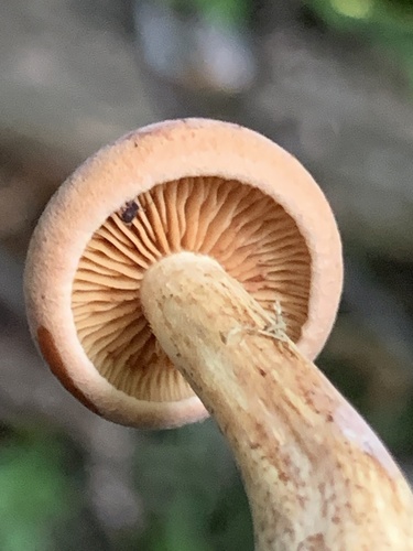 Gymnopilus (Photo 6 of 7)